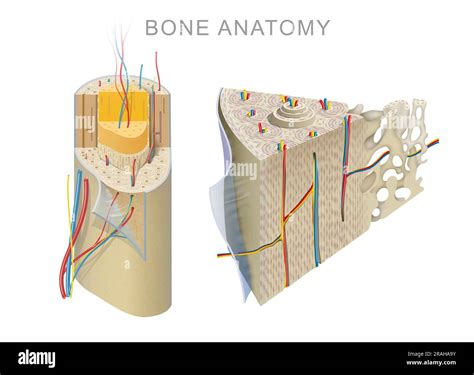 Gross Anatomy Of Long Bone
