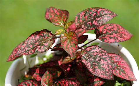 Polka Dot Plant: Easy Care and Tips for Growing