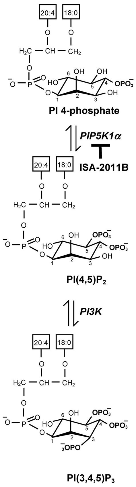 Signal Transduction of Transient Receptor Potential TRPM8 Channels ...
