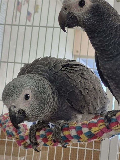 African Grey Timneh Parrot Babies - Summer 2025 Hatch