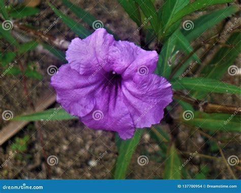 Tropical Flower in the Dominican Republic Stock Photo - Image of blooms ...
