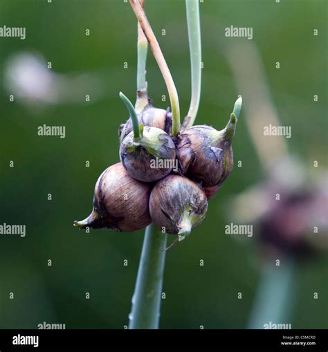 Allium X Proliferum Walking Onion Plant Stock Photo - Alamy
