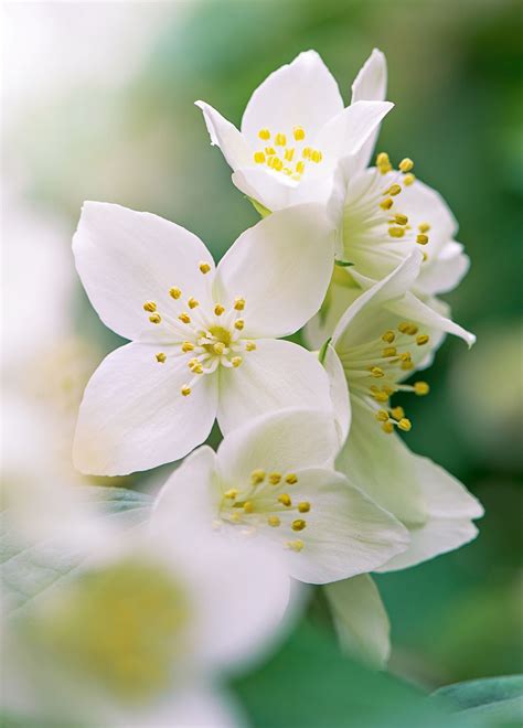 White Flowers