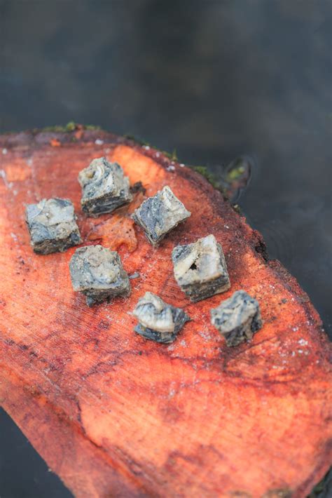 Fish Skin Cubes – Wild Dogs