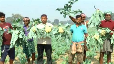 Despite good harvest, vegetable farmers forced to go for distress sale