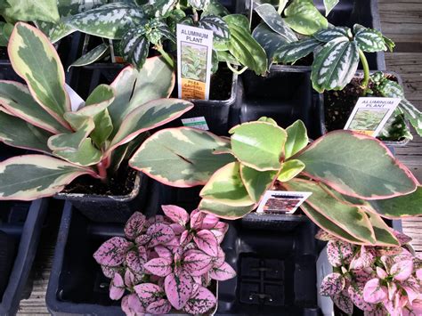 Top Terrarium Plants at Rosemary Henry blog