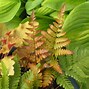 Image result for Brilliance Autumn Fern Plant Care