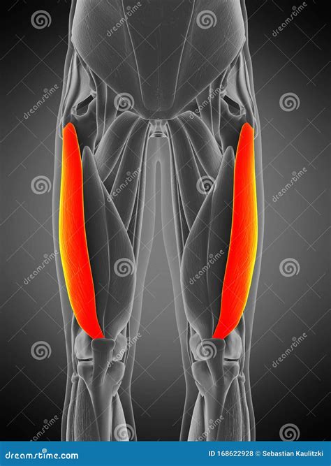 Vastus Lateralis Pain