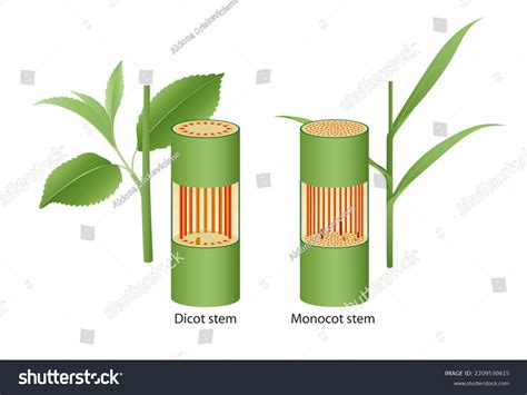Dicot