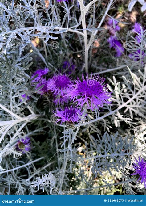 Velvet Centaurea, Dusty Miller, Centaurea Cineraria Stock Image - Image ...