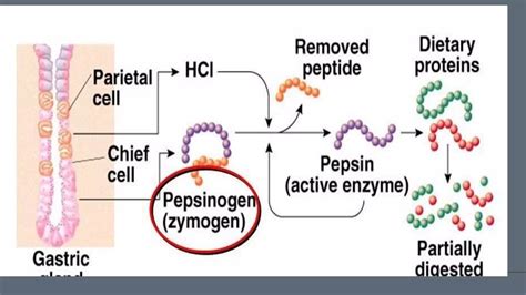 pepsin | PPTX