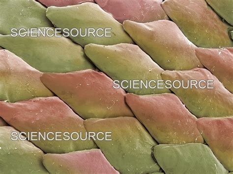 Image result for Python for Microscopists