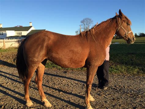 Tennessee Walker Horses For Sale | Pine Bush, NY #286519