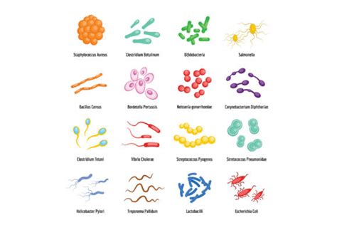 Image result for Classification of Bacteria