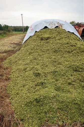 Dev Bhoomi Silage Agro in Rajpur Road, Dehradun - Best Corn Silage ...