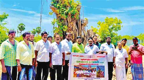 Public cheer as leaves grow in relocated century-old banyan tree