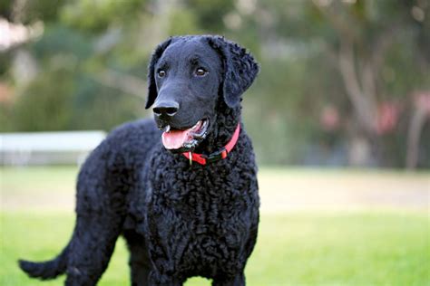 Curly-coated Retriever - Native Breed.org
