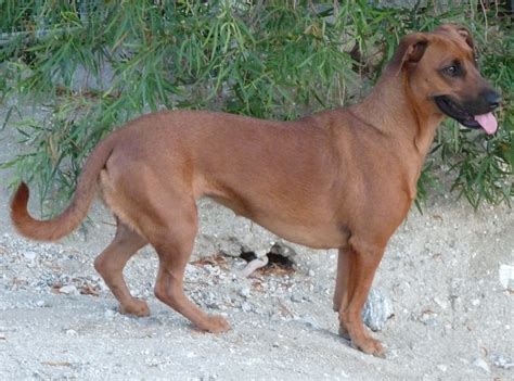 Dachshund X Labrador = Dachsador! | Start Thinking Right Lab Mix ...