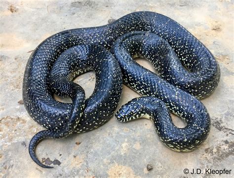 Eastern Black Kingsnake