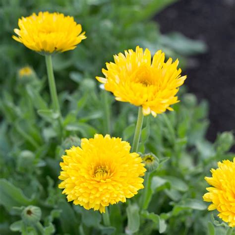 Mullein Garlic Oil, Topical Use | Herb Pharm