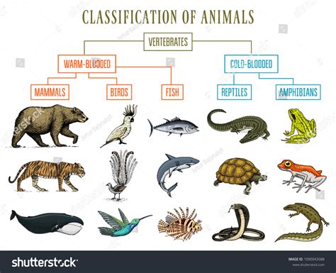 Classification Animals Reptiles Amphibians Mammals Birds Stock Vector ...