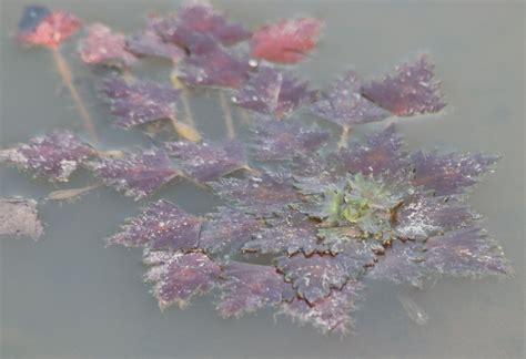 Trapa natans var. bispinosa (Roxb.) Makino | Plants of the World Online ...
