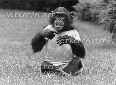 Image result for Chimp Learn Sign Language