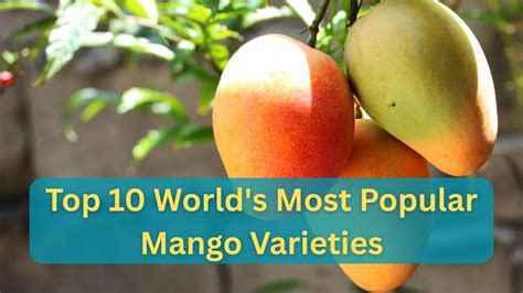 Image result for Mango Types Mango Varieties