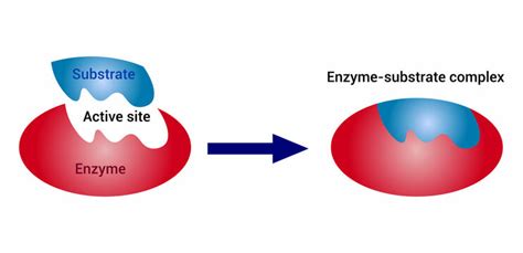 Image result for Enzyme Activity Lab Report Example