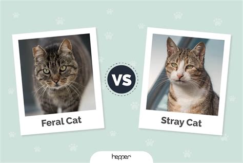 House Cat Vs Feral Cat at Victor Fox blog