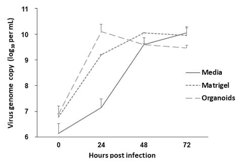 Establishment of Intestinal Organoid from Rousettus leschenaultii and ...