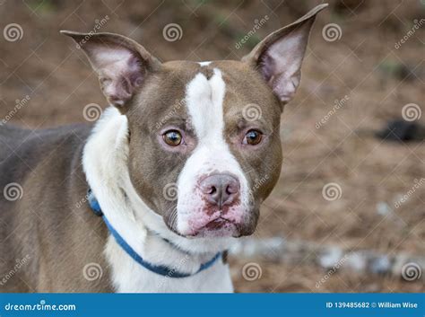 What Is A Staffordshire Bull Terrier A Mix Of