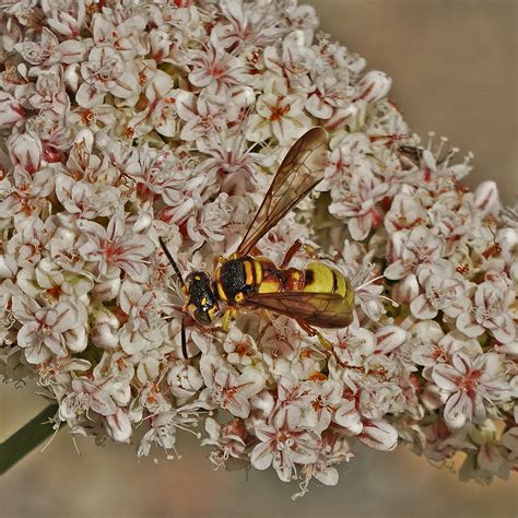 Cerceris californica from Featherly Regional Park, CA, USA on May 05 ...