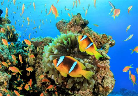 Coral Reef Omnivores at Pauline Tomlinson blog