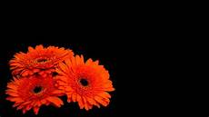 Black And Orange Flower Wallpaper by Wallpaper Gerbera Flowers Orange Gerber Daisies Black And Orange Flower Wallpaper