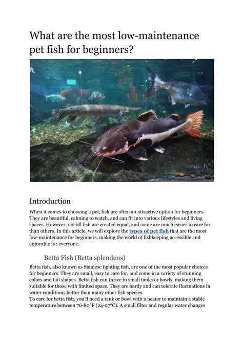 PPT - What are the most low-maintenance pet fish for beginners ...