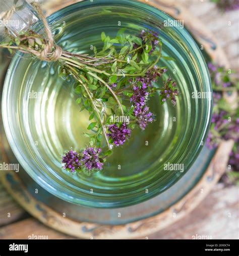 Broad-Leaved Thyme, Dot Wells Creeping Thyme, Large Thyme, Lemon Thyme ...