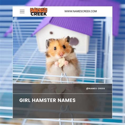 160+ Hamster Names: Cute, Funny And Unique Ideas