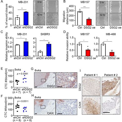 Apoptotic effect of RA in (A) MDA-MB-231 and (B) MDA-MB-468 TNBC cell ...