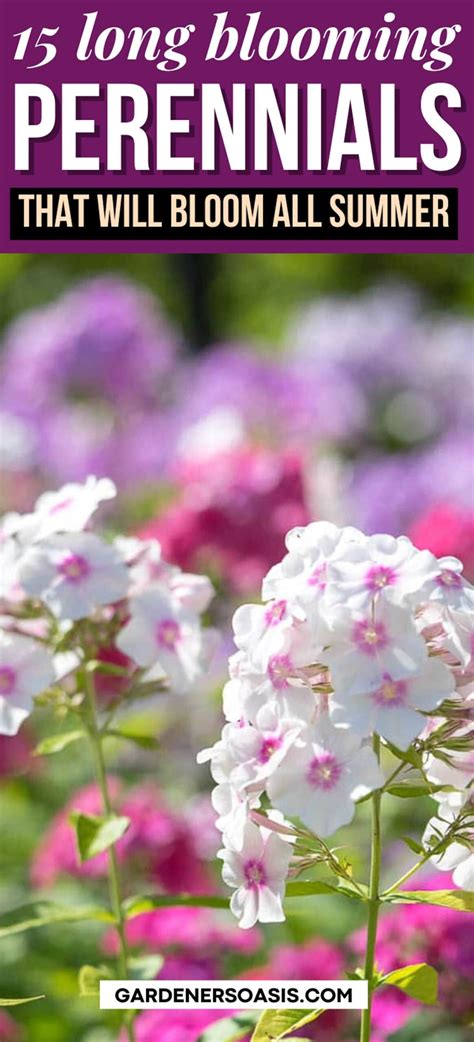 Long Blooming Perennials for a Colorful Summer Garden