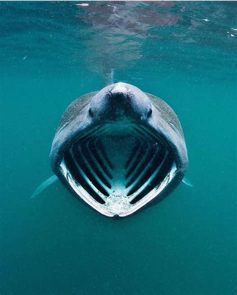 @watertoodle on Instagram: "_ Despite their large size, Basking Sharks, similarly to Whale ...