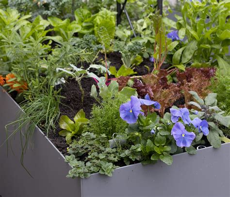 The Best Companion Plants for Beets in an Organic Kitchen Garden ...