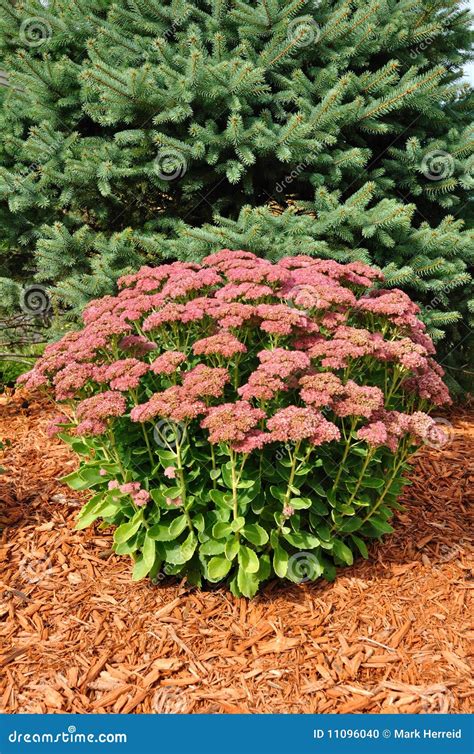 Flowering Sedum Autumn Joy stock photo. Image of blossoms - 11096040