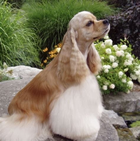 The Cocker Spaniel Haircut: A Guide to Grooming & Styling [With Photos ...