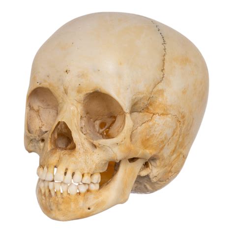 Real Human Child Skull For Sale — Skulls Unlimited International, Inc.