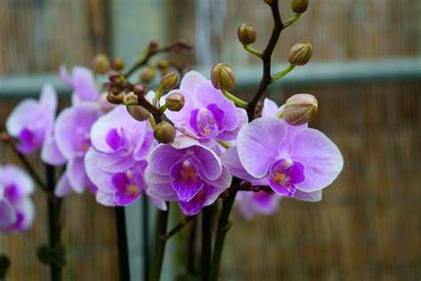 Orchids in water, a guide to water culture.