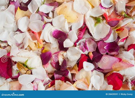 Fresh Rose Petals stock image. Image of coloured, numerous - 28439591
