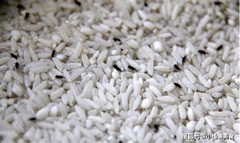 防止大米生虫的方法（如何防治大米生虫）