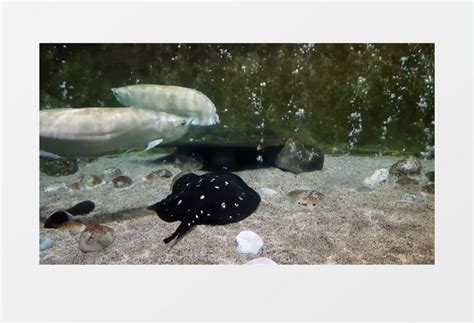 黑色的鮸鱼在水底实拍视频素材下载_mp4格式_熊猫办公