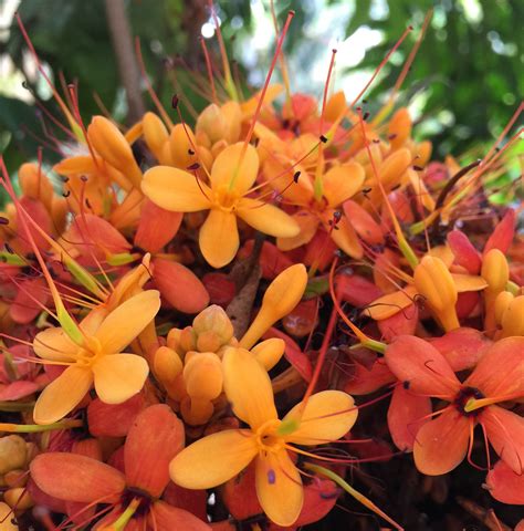 How do Bees see Colours? – STEAMindiaReports